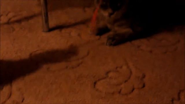 Кот и креветка смотреть онлайн