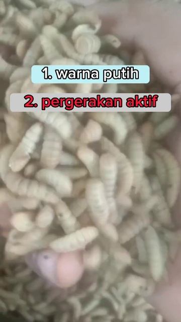 ciri maggot yang sehat dan baik untuk pakan ternak #maggotbsf #shorts смотреть онлайн