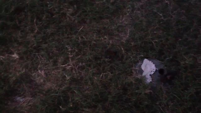 Araña vs escarabajo parte 2 смотреть онлайн