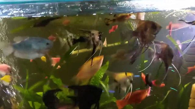 Аква-жизнь РАМАЗАНА:начинаю греть снежинку... смотреть онлайн