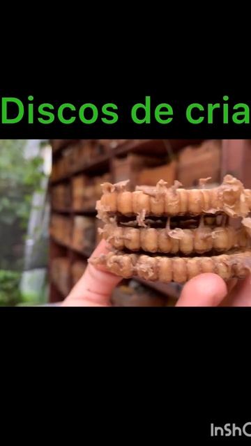 Divisão de mandaçaias bebeto смотреть онлайн