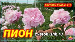Пион Dresden Pink. Цветение 2022 года / Сад Ворошиловой
