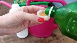 Черной ножки на рассаде не будет. Обработайте этим грунт