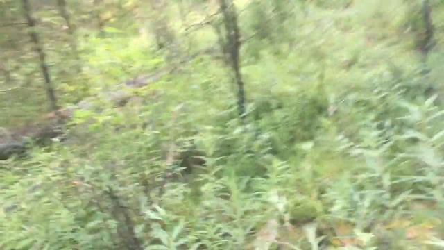 Жимолость дики с Беляши смотреть онлайн
