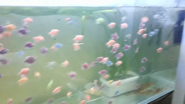 GloFish