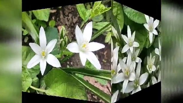 Цветы во дворе. смотреть онлайн