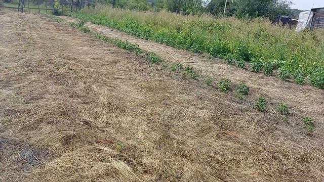двойное мульчирование смотреть онлайн