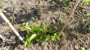 Как пересадить клематис на новое место весной: пошаговое руководство по пересадке взрослого растения