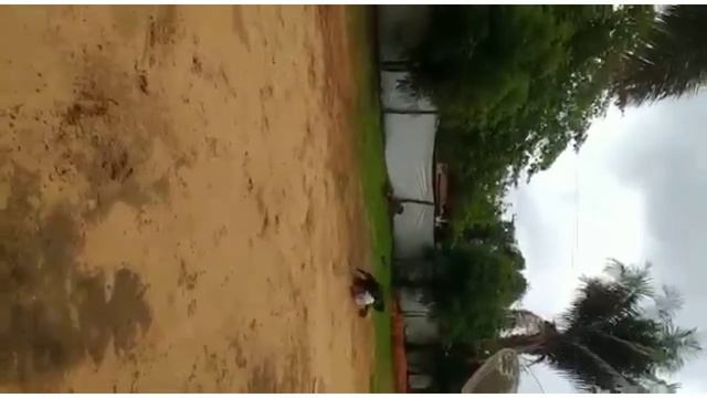 Filhote Taurus x kira com 1 ano e 3 meses ( fofão da primeira ninhada) смотреть онлайн