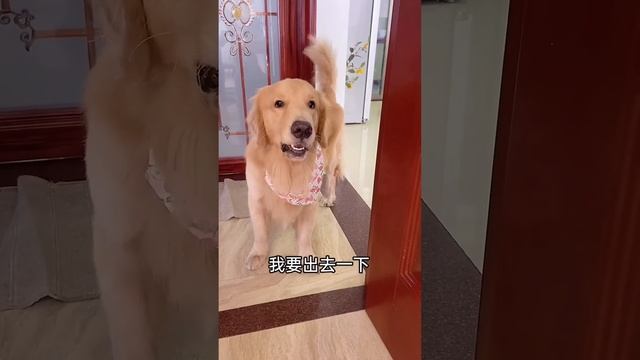 家里冰箱空了，毛爸擅自借用四毛私房钱，遭到报复了吧！#抖音萌宠嘉年华 #汪星人 смотреть онлайн
