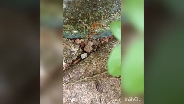 weaver ants (Oecophylla smaragdina) vs yellow crazy ants (anoplolepis gracilipes) смотреть онлайн