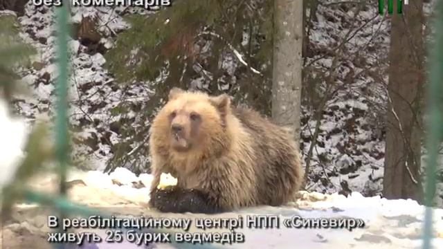 В реабілітаційному центрі НПП "Синевир" живуть 25 бурих ведмедів. "Без коментарів" (24.11.17) смотреть онлайн