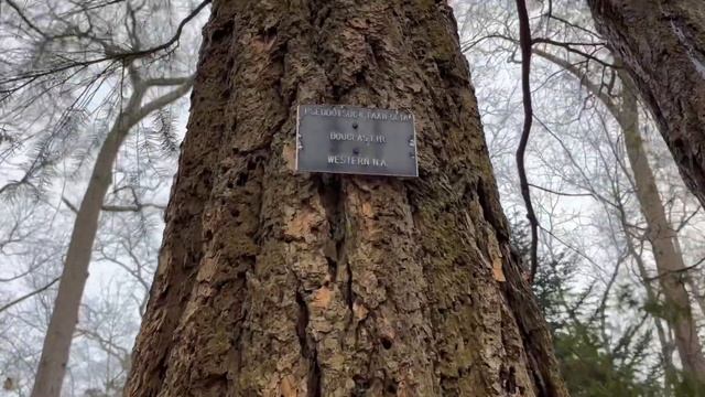 СЧИТАЕТ КАЖДЫЙ ДЕНЬ | ЗАЕХАЛИ | ЗАМУЖ В США смотреть онлайн