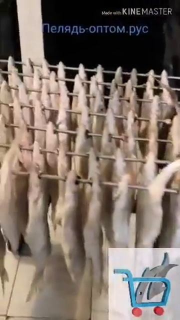 Ряпушка вяленая @fish_store_msk смотреть онлайн