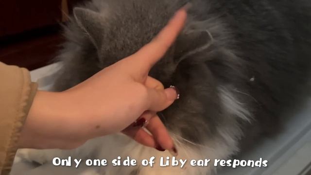 趣味測試：貓耳雷達。--- Cat ear radar test. смотреть онлайн