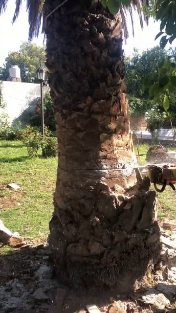 Tala de Palmera Fenix - Del Viso - смотреть онлайн