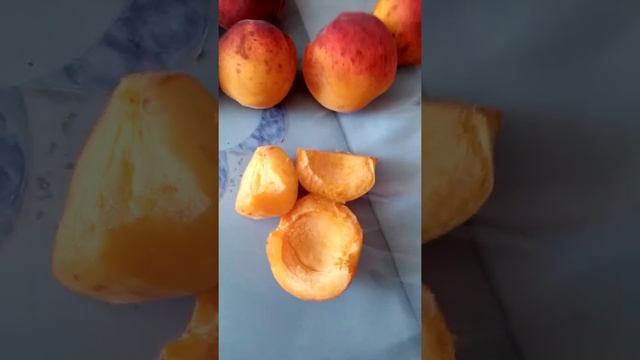 Абрикос Красень Киева смотреть онлайн