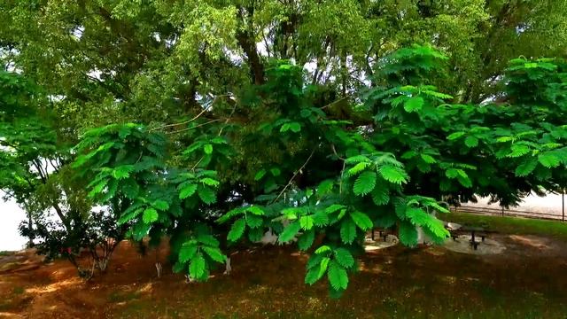 Estância Tamanduá com Drone - Santa Maria da Serra смотреть онлайн