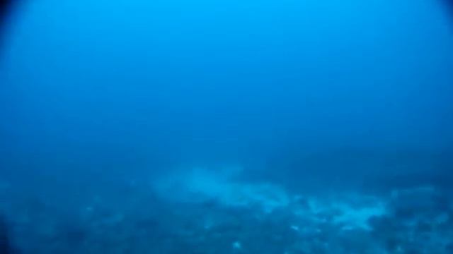2013 8 14撮影マラパスクアのニタリザメ смотреть онлайн