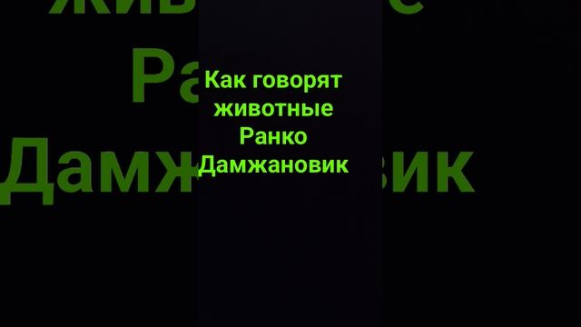 Как говорят животные Ранко Дамжановик смотреть онлайн