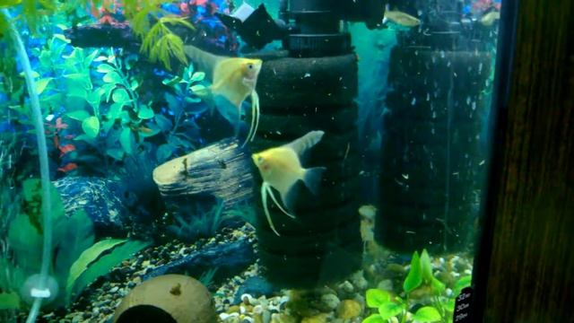 Скалярки смотреть онлайн