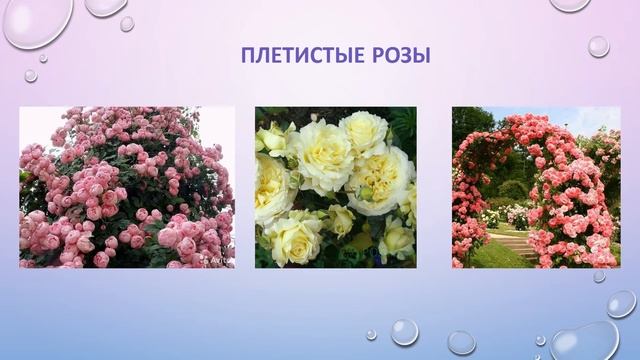Онлайн-проект «Цветы в нашей жизни». Цветы лета. Июнь смотреть онлайн
