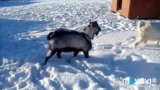 Куры приняли Петю👍 новости у коз😉 уборка снега😁