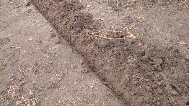 Фундук,Ведмежий,безкорий посадка. смотреть онлайн