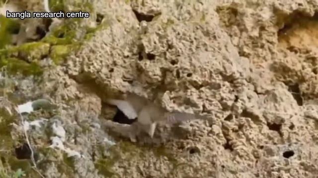 পৃথিবীর সবথেকে বিরল প্রজাতির সাপ | top 10 rarest snakes in the world in bangla смотреть онлайн