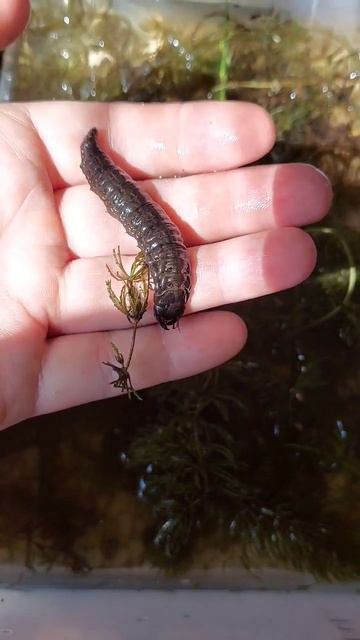 Личинка жука водолюба Hydrophilus piceus смотреть онлайн
