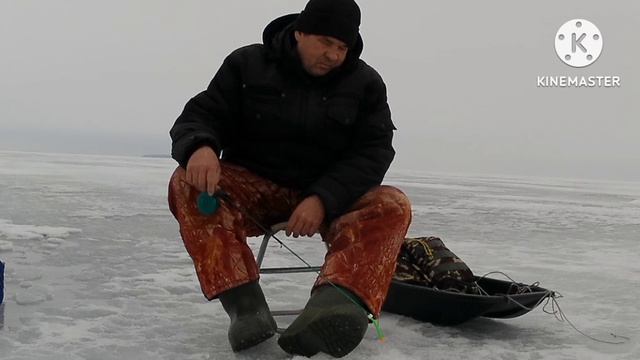 Вислые дубравы смотреть онлайн