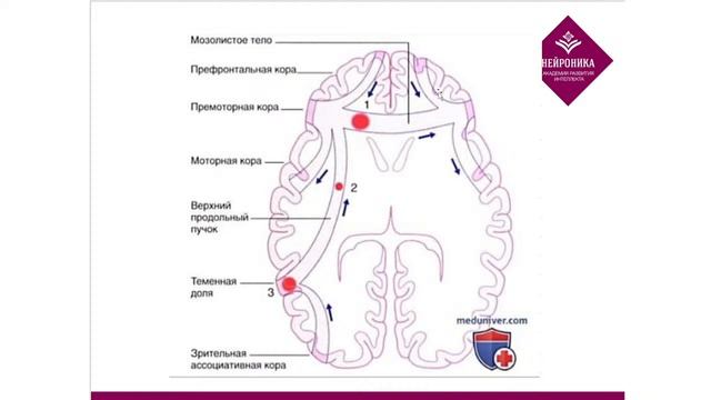 Программы восстановления мозга для детей Нина Шевчук смотреть онлайн