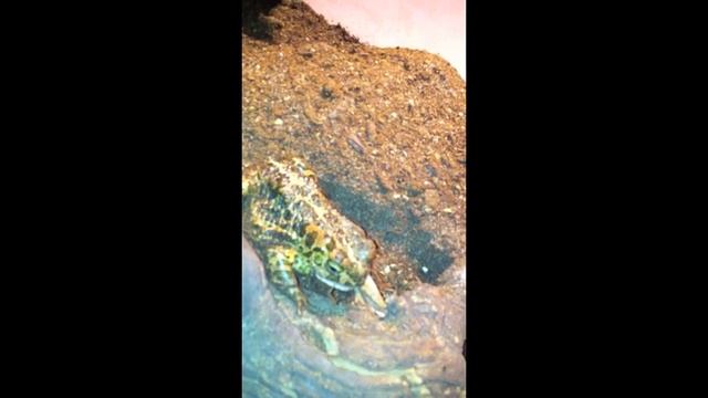 Toad Grabs Mantis