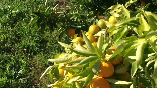 Vlog - Наши Выходное - S1 Ep1213