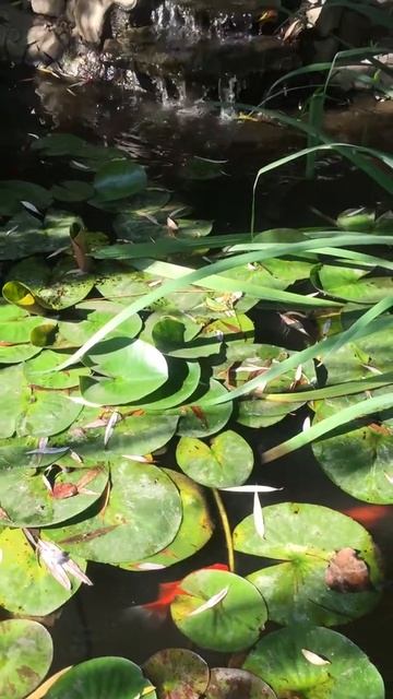 Алексеево-Акатов женский монастырь в Воронеже. смотреть онлайн