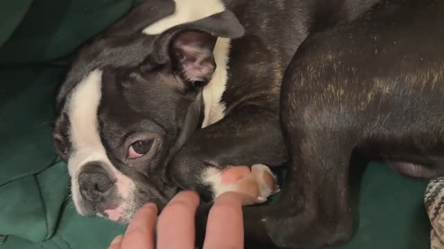 Собака, которая любит только есть и спать, но не любит гулять и охранять Бостон терьер смешныевидео смотреть онлайн