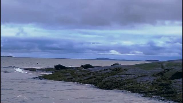 хочу увидеть тюленя! смотреть онлайн