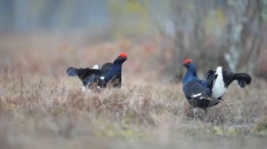 Тетерева на току.