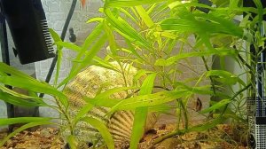 Аквариум 10 литров совместимость рыбок