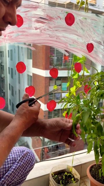 #shortvideo #shorts #chilli #tree смотреть онлайн