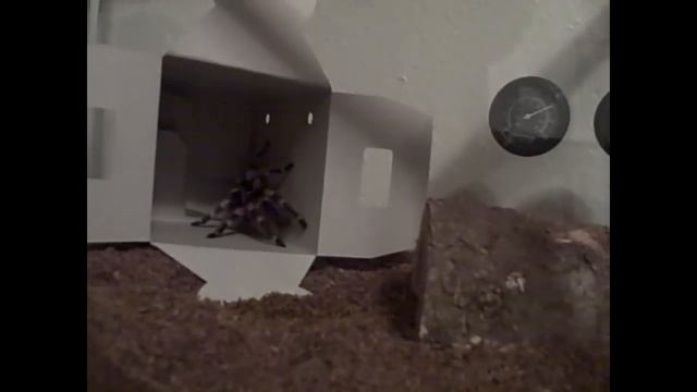 New Mexican Red Knee Tarantula смотреть онлайн