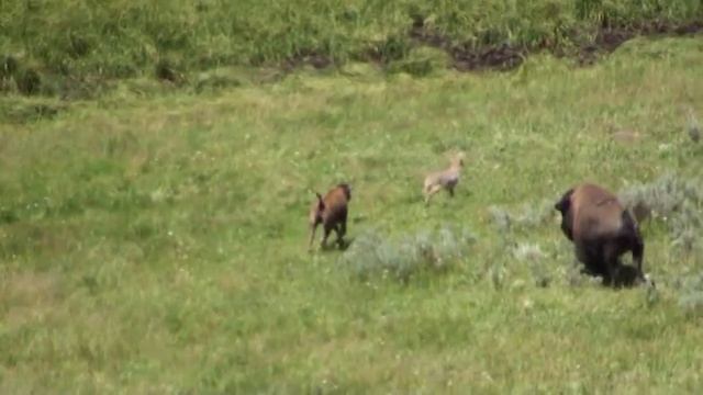 Coyote and Bison calf смотреть онлайн