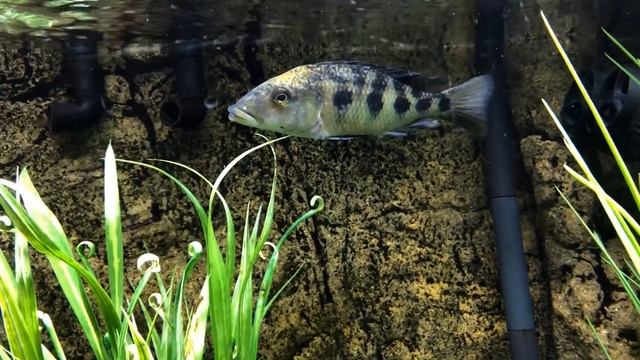 Ambush Predators - Big, Beautiful Beasts! смотреть онлайн