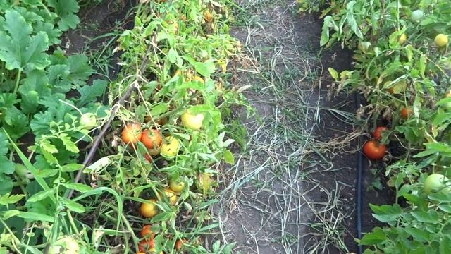 Созревание помидор при подвязке на дугу - (продолжение) смотреть онлайн