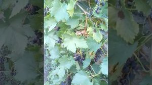 Виноград Чорна пантера.