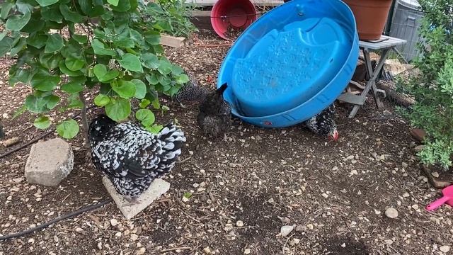 What To Do When A Chicken Passes Away - Five Minute Chicken Tips смотреть онлайн