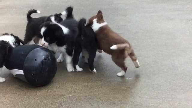 Prism and Jute pups 6-9-16 смотреть онлайн