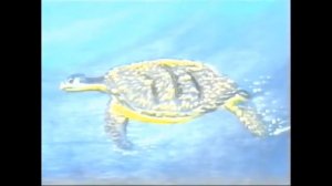 Dingo Pictures - Hampie the Little Whale Who Discovers His World [1994] | FULL MOVIE | EN