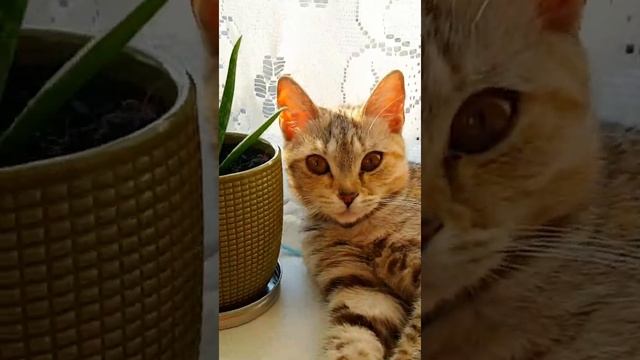 Расцвели нарциссы!)😁 смотреть онлайн