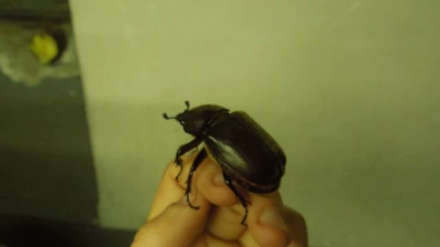 !FLYING! Rhinoceros Beetle / Fliegender Nashornkäfer! - Trypoxylus dichotomus dichotomus смотреть онлайн